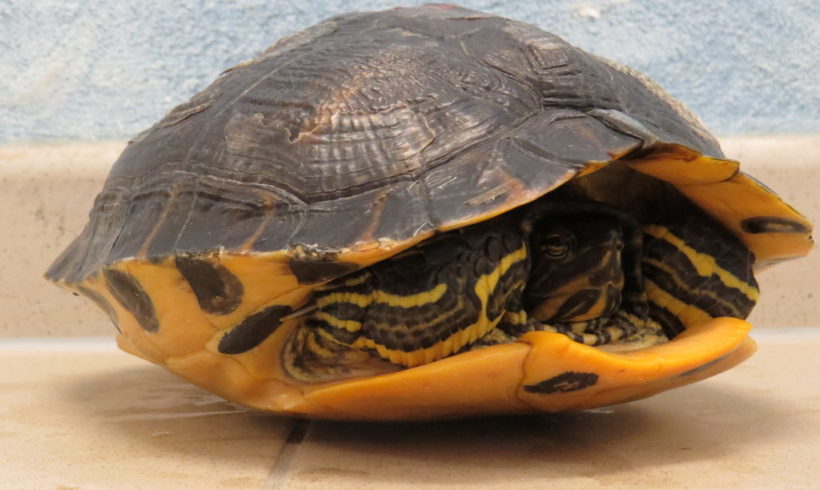 Gelbwangenschmuckschildkröte E14 Gelbwangenschmuckschildkröte E14