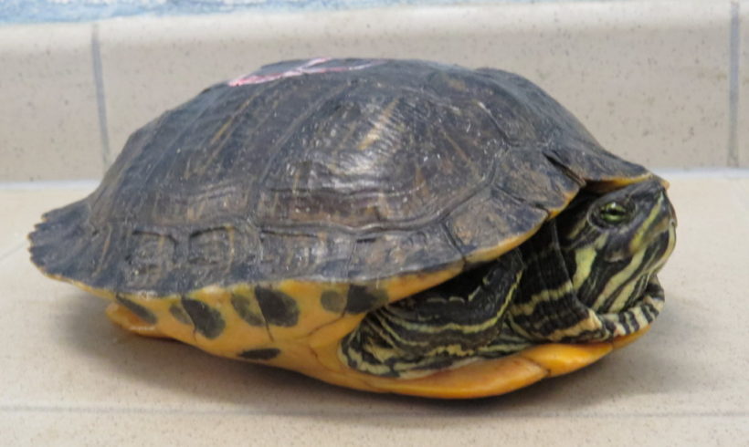 Gelbwangenschmuckschildkröte E17 Gelbwangenschmuckschildkröte E17