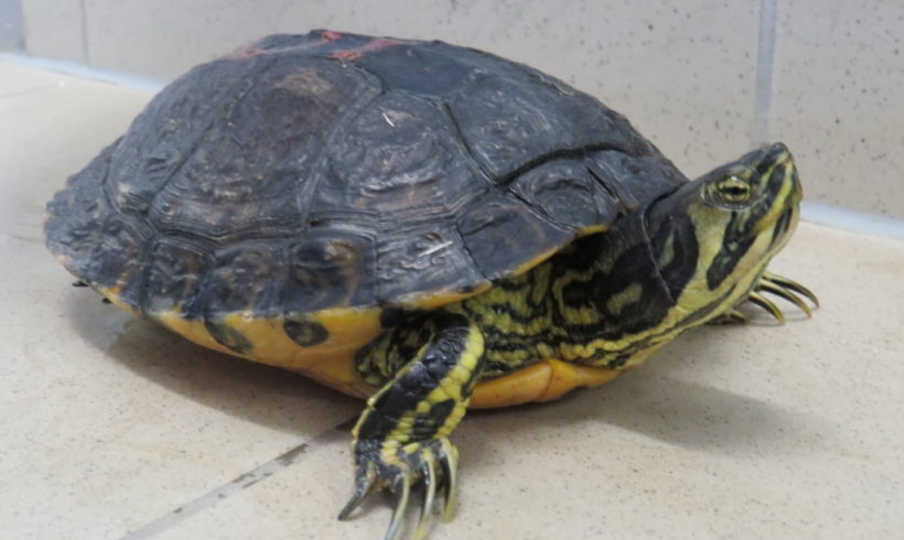 Gelbwangenschmuckschildkröte E23 Gelbwangenschmuckschildkröte E23