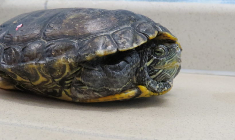Rotwangenschmuckschildkröte E40 Rotwangenschmuckschildkröte E40