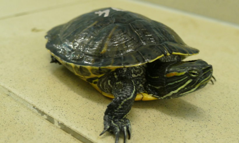 Cumberlandschmuckschildkröte E-05 Cumberlandschmuckschildkröte E-05