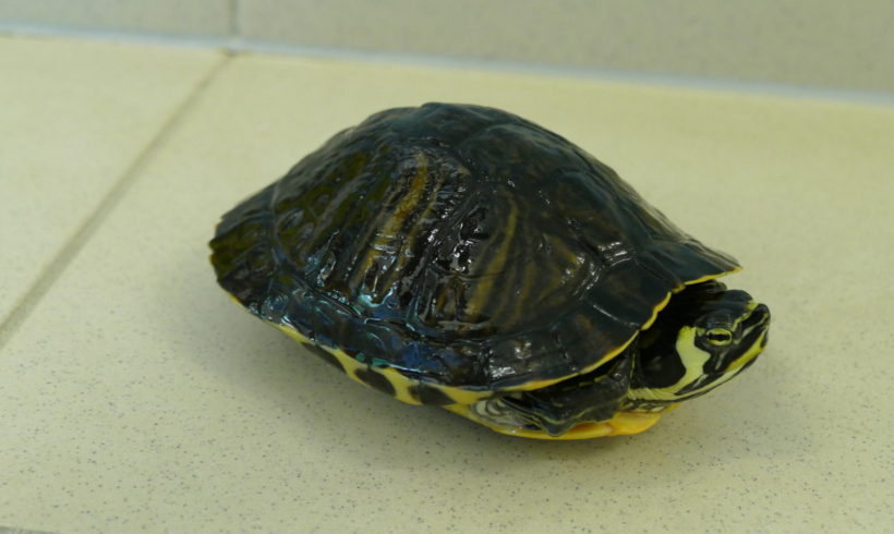 Gelbwangenschmuckschildkröte E-07 Gelbwangenschmuckschildkröte E-07
