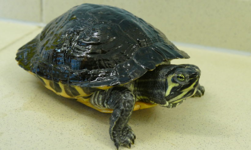 Gelbwangenschmuckschildkröte E-08 Gelbwangenschmuckschildkröte E-08