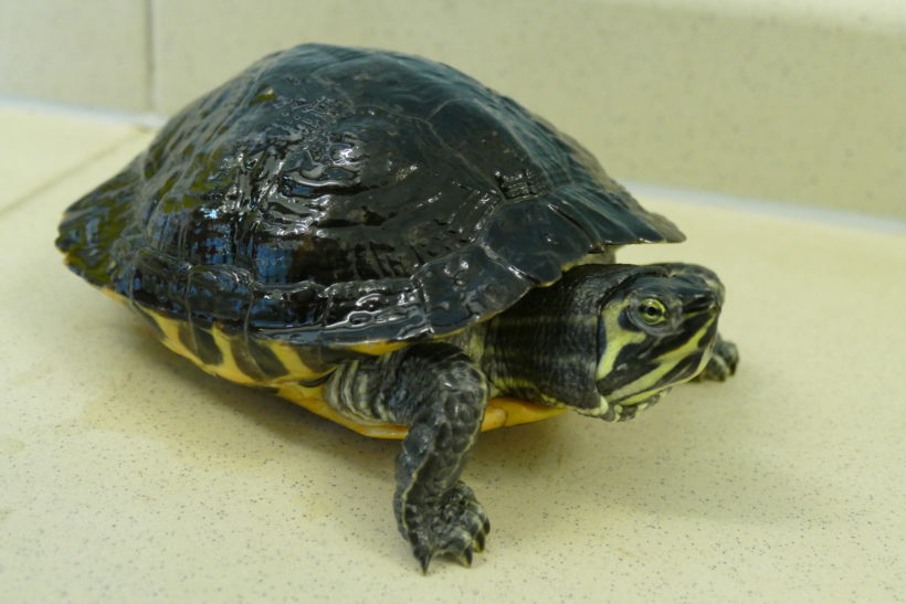 Gelbwangenschmuckschildkröten