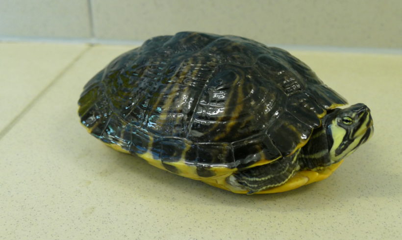 Gelbwangenschmuckschildkröte E-09 Gelbwangenschmuckschildkröte E-09