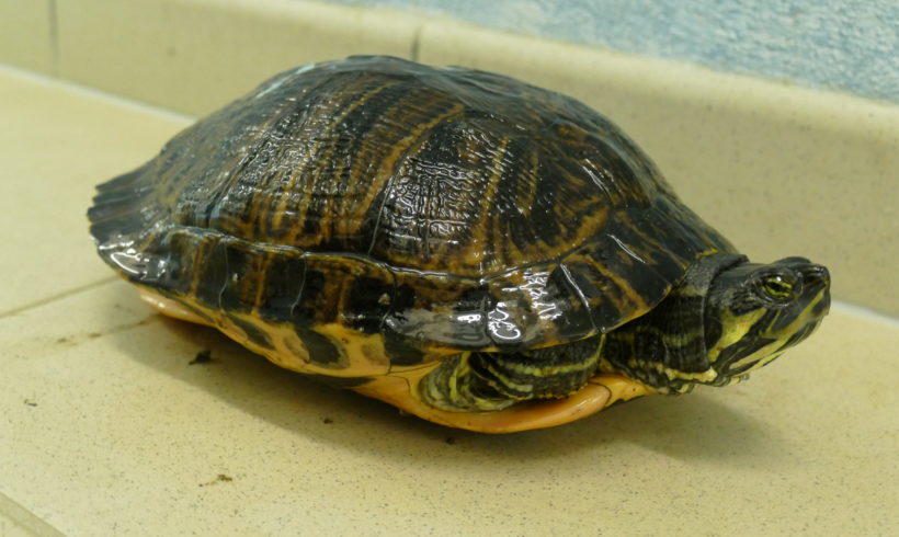 Gelbwangenschmuckschildkröte E-15 Gelbwangenschmuckschildkröte E-15