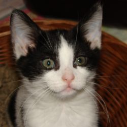 PFLEGEELTERN für KATZENWELPEN gesucht!!! PFLEGEELTERN für KATZENWELPEN gesucht!!!