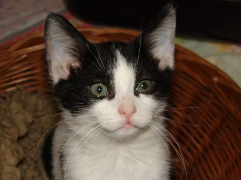 PFLEGEELTERN für KATZENWELPEN gesucht!!! PFLEGEELTERN für KATZENWELPEN gesucht!!!