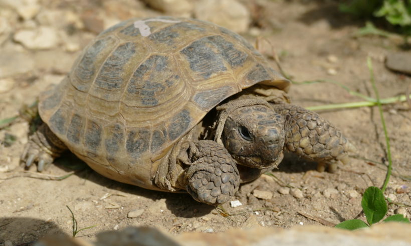 Vierzehen-Landschildkröte „Viktor“ Vierzehen-Landschildkröte „Viktor“