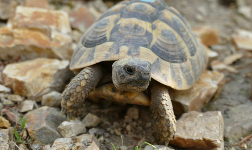 griechische Landschildkröte“Feta“ griechische Landschildkröte“Feta“
