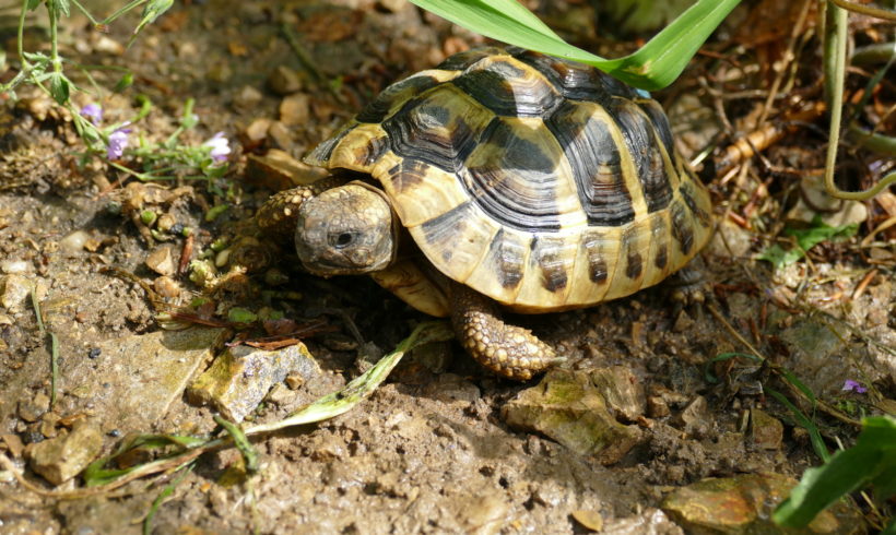 griechische Landschildkröte „Tzatziki“ griechische Landschildkröte „Tzatziki“