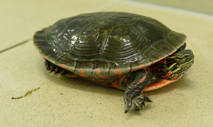westliche Zierschildkröte E-52 westliche Zierschildkröte E-52