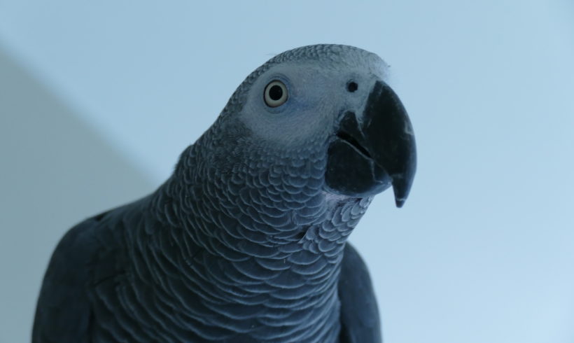 Graupapagei „Rudi“ Graupapagei „Rudi“