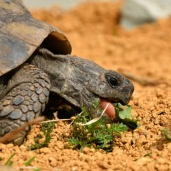 Landschildkröten sind aus dem Winterschlaf erwacht Landschildkröten sind aus dem Winterschlaf erwacht