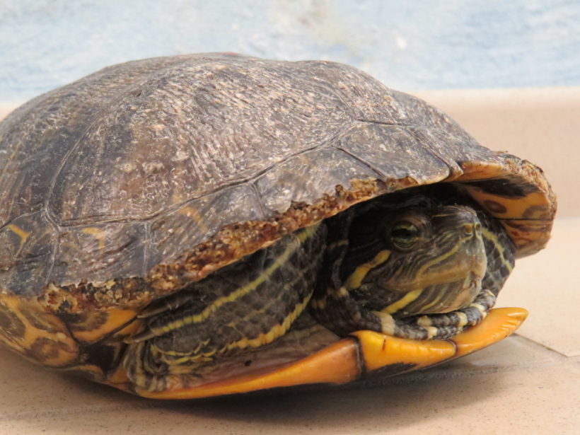 Rotwangenschmuckschildkröten