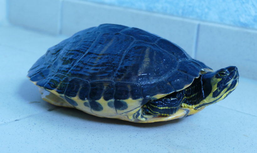 Gelbwangenschmuckschildkröte E-17 Gelbwangenschmuckschildkröte E-17