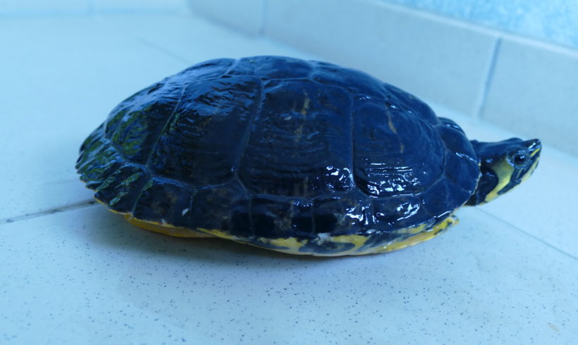 Gelbwangenschmuckschildkröte E-16 Gelbwangenschmuckschildkröte E-16