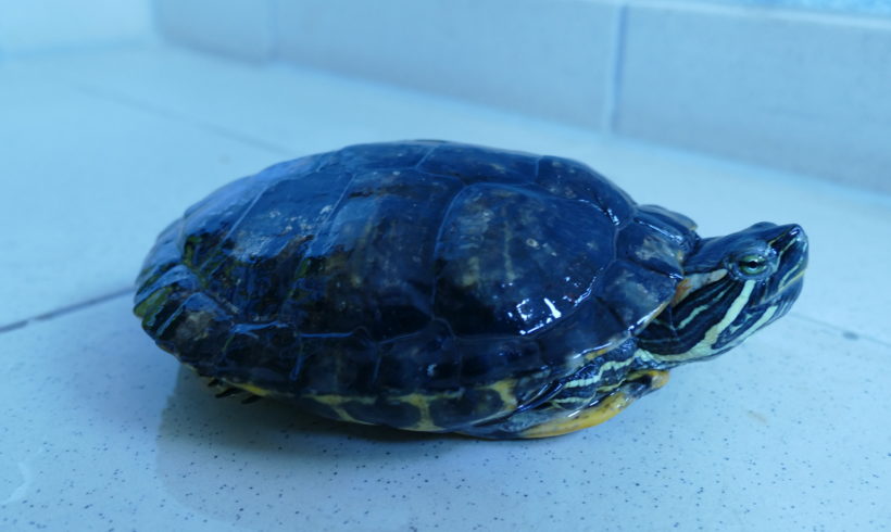 Cumberlandschmuckschildkröte E-15 Cumberlandschmuckschildkröte E-15