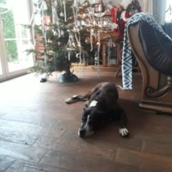 Auch alteingesessene Hunde konnten das Tierheim verlassen Auch alteingesessene Hunde konnten das Tierheim verlassen