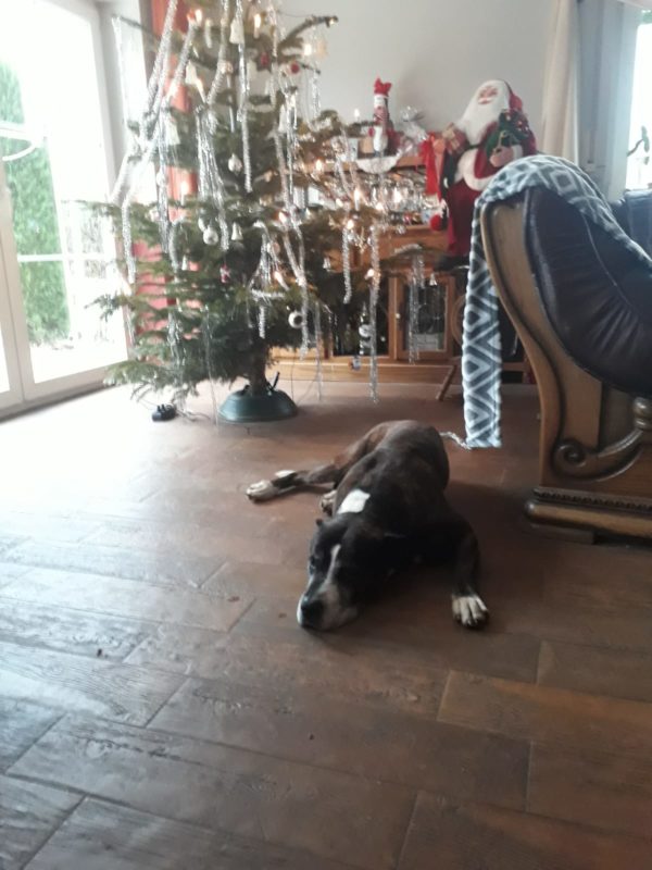 Auch alteingesessene Hunde konnten das Tierheim verlassen Auch alteingesessene Hunde konnten das Tierheim verlassen