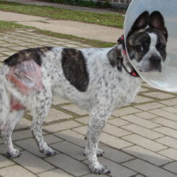 Pechvogel sucht nach seiner Genesung tolle Hundefreunde Pechvogel sucht nach seiner Genesung tolle Hundefreunde