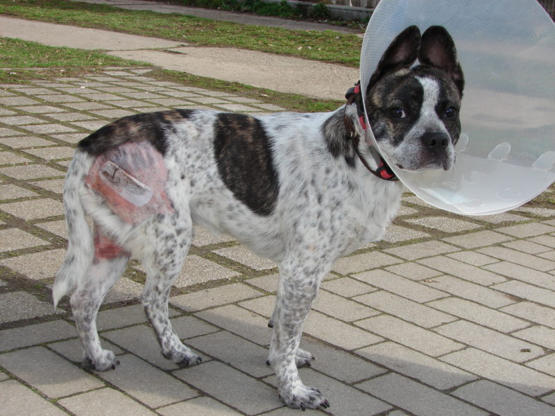 Pechvogel sucht nach seiner Genesung tolle Hundefreunde Pechvogel sucht nach seiner Genesung tolle Hundefreunde