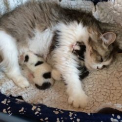 Pflegestellen zur Aufzucht von Katzenwelpen gesucht Pflegestellen zur Aufzucht von Katzenwelpen gesucht