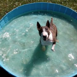 Badesaison im Tierheim eröffnet Badesaison im Tierheim eröffnet