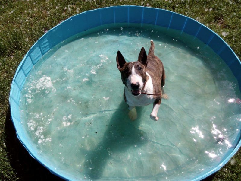 Badesaison im Tierheim eröffnet Badesaison im Tierheim eröffnet
