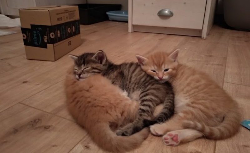 Katzenkinder Katzenkinder