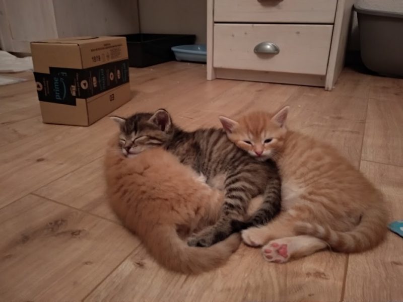 Tierheim Leipzig Baby Katzen