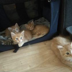 Auch in diesem Jahr benötigen wir Pflegestellen für die Aufzucht von Katzenwaisen und die Beherbergung von Katzenfamilien Auch in diesem Jahr benötigen wir Pflegestellen für die Aufzucht von Katzenwaisen und die Beherbergung von Katzenfamilien
