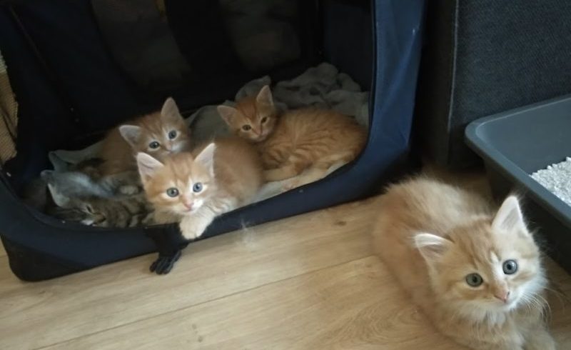 Auch in diesem Jahr benötigen wir Pflegestellen für die Aufzucht von Katzenwaisen und die Beherbergung von Katzenfamilien Auch in diesem Jahr benötigen wir Pflegestellen für die Aufzucht von Katzenwaisen und die Beherbergung von Katzenfamilien