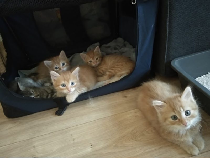 Auch in diesem Jahr benötigen wir Pflegestellen für die Aufzucht von Katzenwaisen und die Beherbergung von Katzenfamilien Auch in diesem Jahr benötigen wir Pflegestellen für die Aufzucht von Katzenwaisen und die Beherbergung von Katzenfamilien