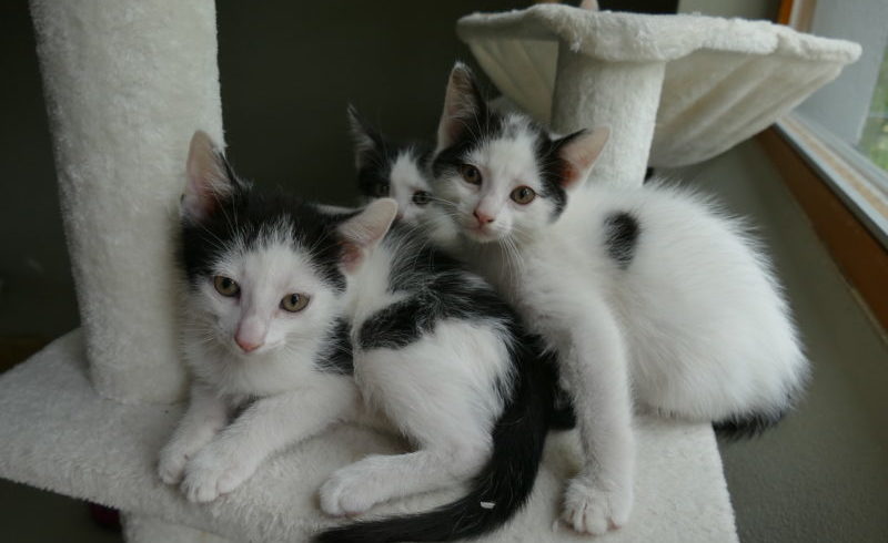 Katzenkinder Katzenkinder