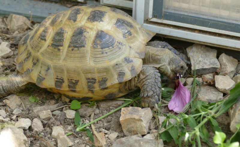 Vierzehen-Landschildkröte „Ivanka“ Vierzehen-Landschildkröte „Ivanka“