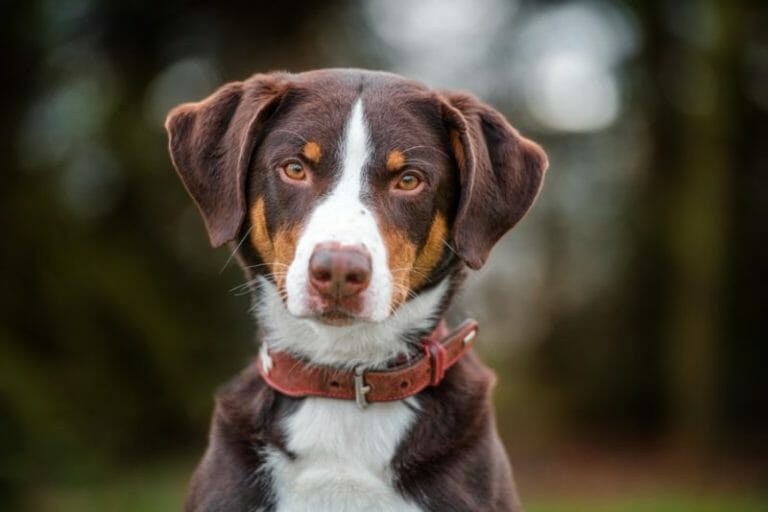 Bruno Tierheim Leipzig