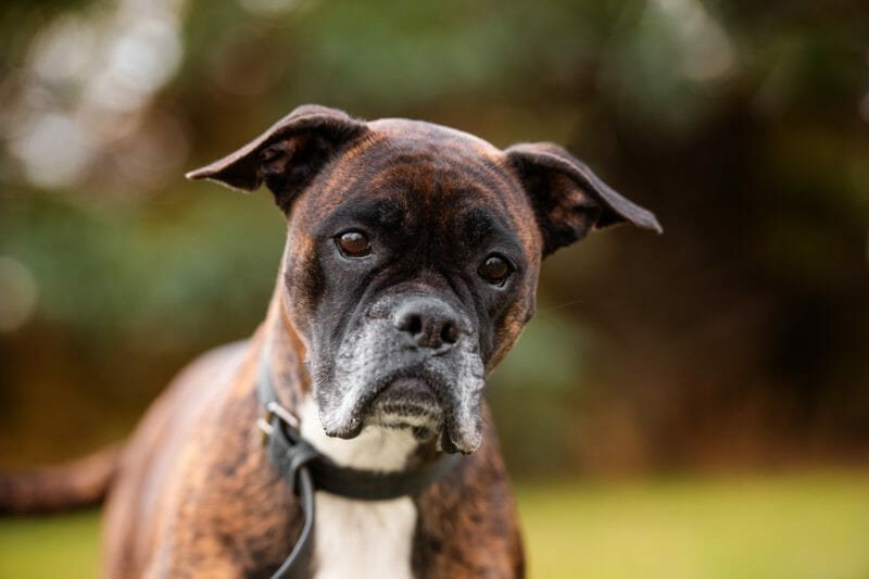 owalo design Kleine Hunde Im Tierheim