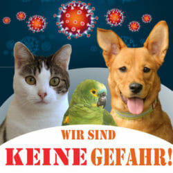 Corona – KEINE Gefahr durch Haustiere Corona – KEINE Gefahr durch Haustiere