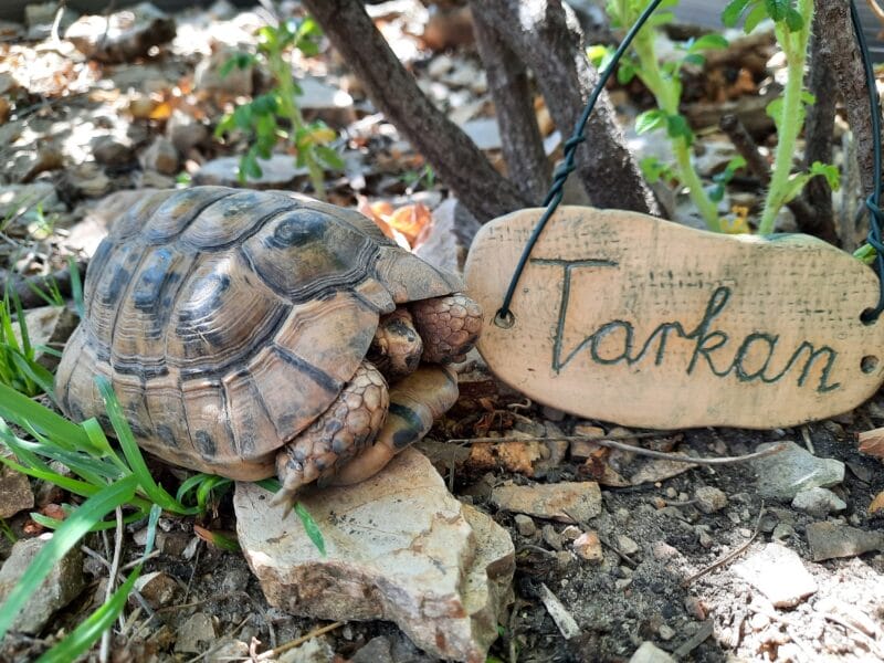 maurische/tunesische Landschildkröte „Tarkan“