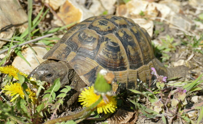 griechische Landschildkröte „Kos“ griechische Landschildkröte „Kos“
