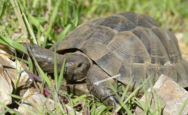 maurische Landschildkröte „Samba“ maurische Landschildkröte „Samba“