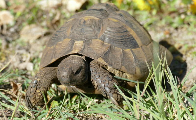 griechische Landschildkröte „Costa Cordalis“ griechische Landschildkröte „Costa Cordalis“