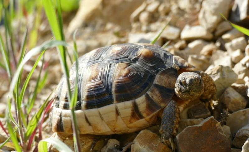 Breitrandschildkröte „Natyra“ Breitrandschildkröte „Natyra“