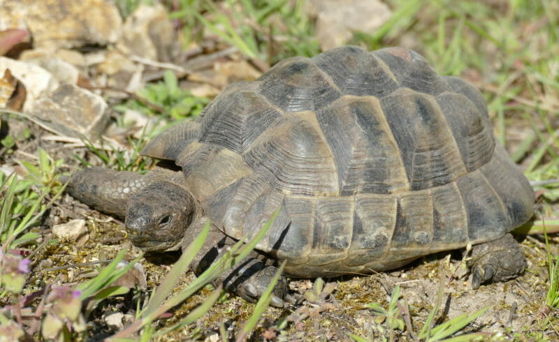 maurische Landschildkröte „Tulu“ maurische Landschildkröte „Tulu“