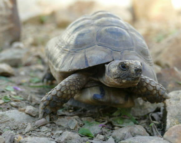 maurische/tunesische Landschildkröte „Tarkan“