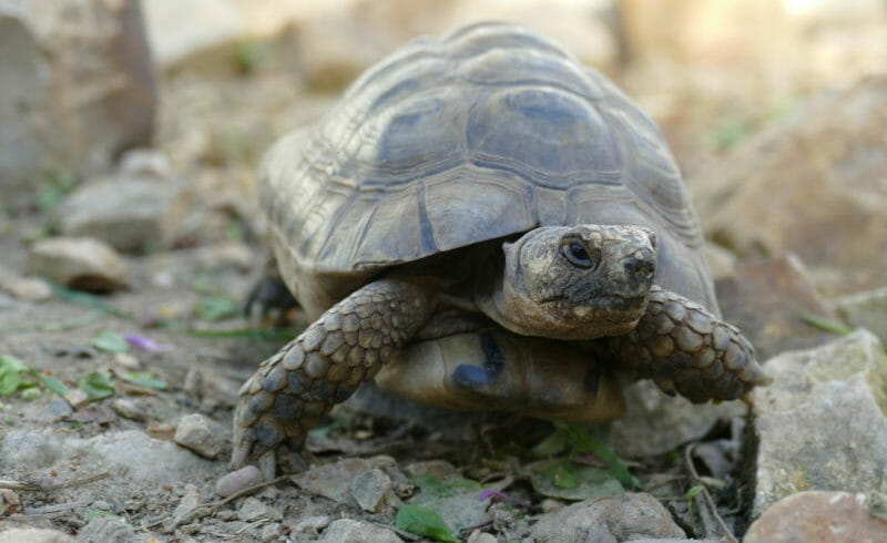 maurische/tunesische Landschildkröte „Tarkan“