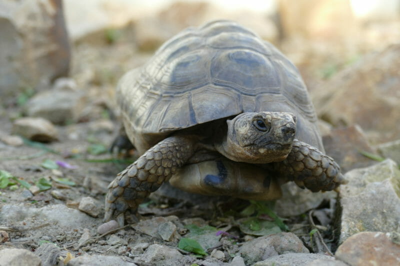 maurische/tunesische Landschildkröte „Tarkan“