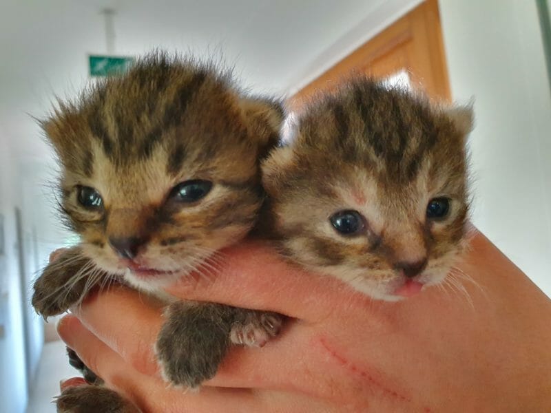 Die ersten Katzen-Babys sind da Die ersten Katzen-Babys sind da