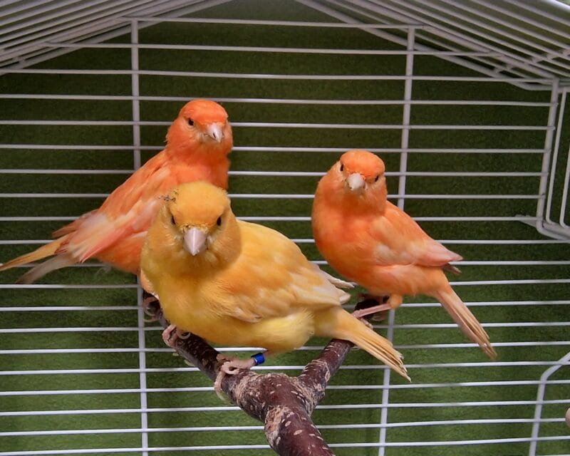 Kanarienvögel Kanarienvögel